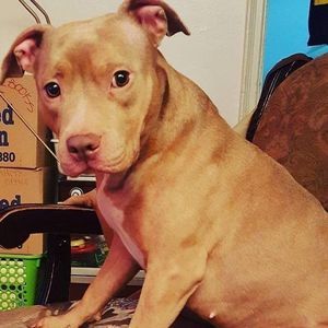 Meet your Posher, Peter